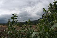 Trénink Chomutov 31.07.2007 064